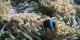 Croisiere St John - 025 - Gota Kebir - Clown dans son anemone